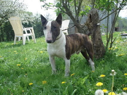 Power King bill | Miniature Bull Terrier 