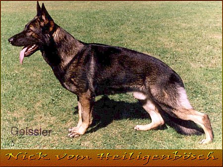 Nick vom Heiligenbösch | German Shepherd Dog 