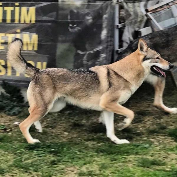 Mila Black Sea Wolfdog | Czechoslovakian Wolfdog 