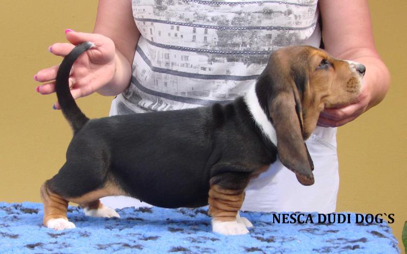 NESCA DUDI DOG`S | Basset Hound 