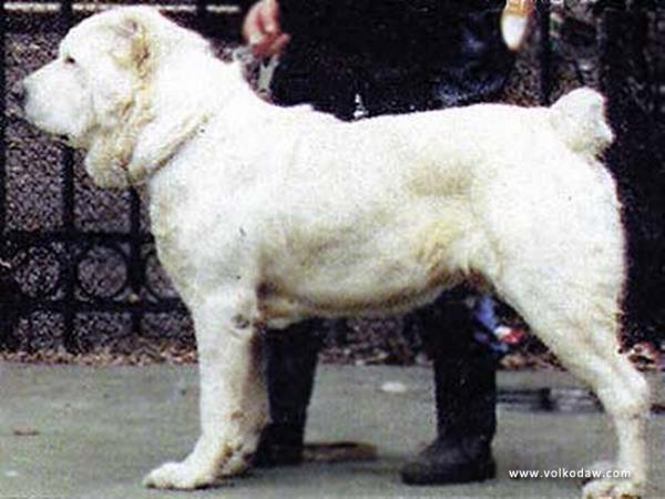 Ghingiz | Central Asian Shepherd Dog 