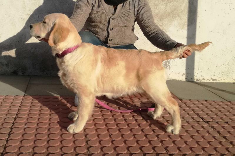 Lenda Moura Samarua | Golden Retriever 