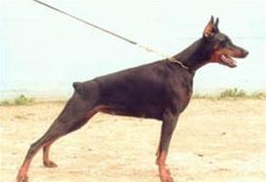 Apolda del Montaldo | Black Doberman Pinscher