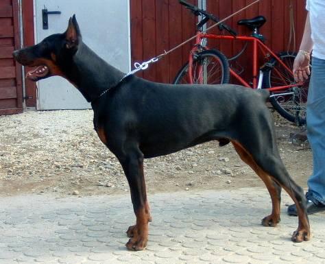 Curt v. Utgard | Black Doberman Pinscher