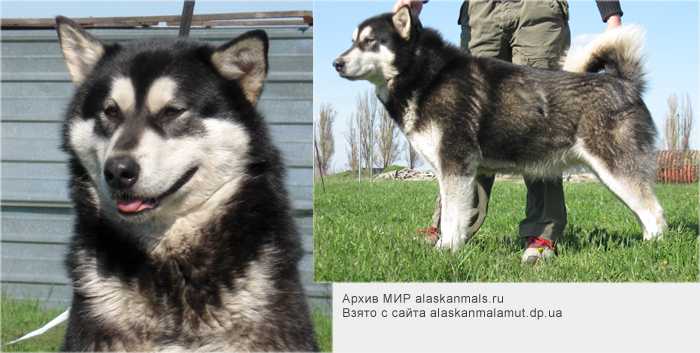 ?yris Sneznaja Luna | Alaskan Malamute 