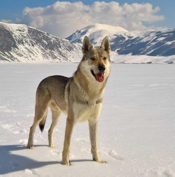 Delicate Sound of Thunder -Ezechielelupo- | Czechoslovakian Wolfdog 