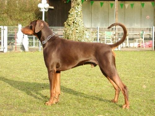 Cliff v. Utgard | Brown Doberman Pinscher