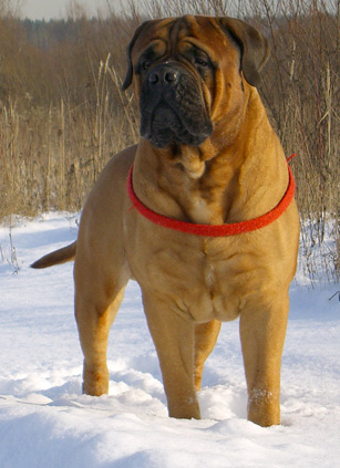 Tsarskaya Idilia Burzhuy | Bullmastiff 