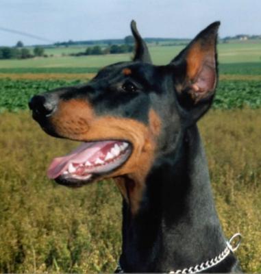 Candy v. Utgard | Black Doberman Pinscher