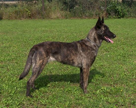 Faisie Mary Qalt Mercator | Dutch Shepherd 