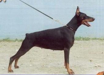 Evakant del Montaldo | Black Doberman Pinscher