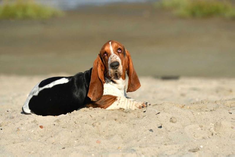 Confident snoopers Alma Mahler-Werfel | Basset Hound 