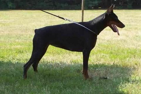 Bettiboop (LO0399184) | Black Doberman Pinscher