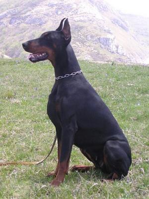 Carybdis Cassandra | Black Doberman Pinscher