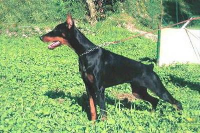 Carybdis Cabiria | Black Doberman Pinscher