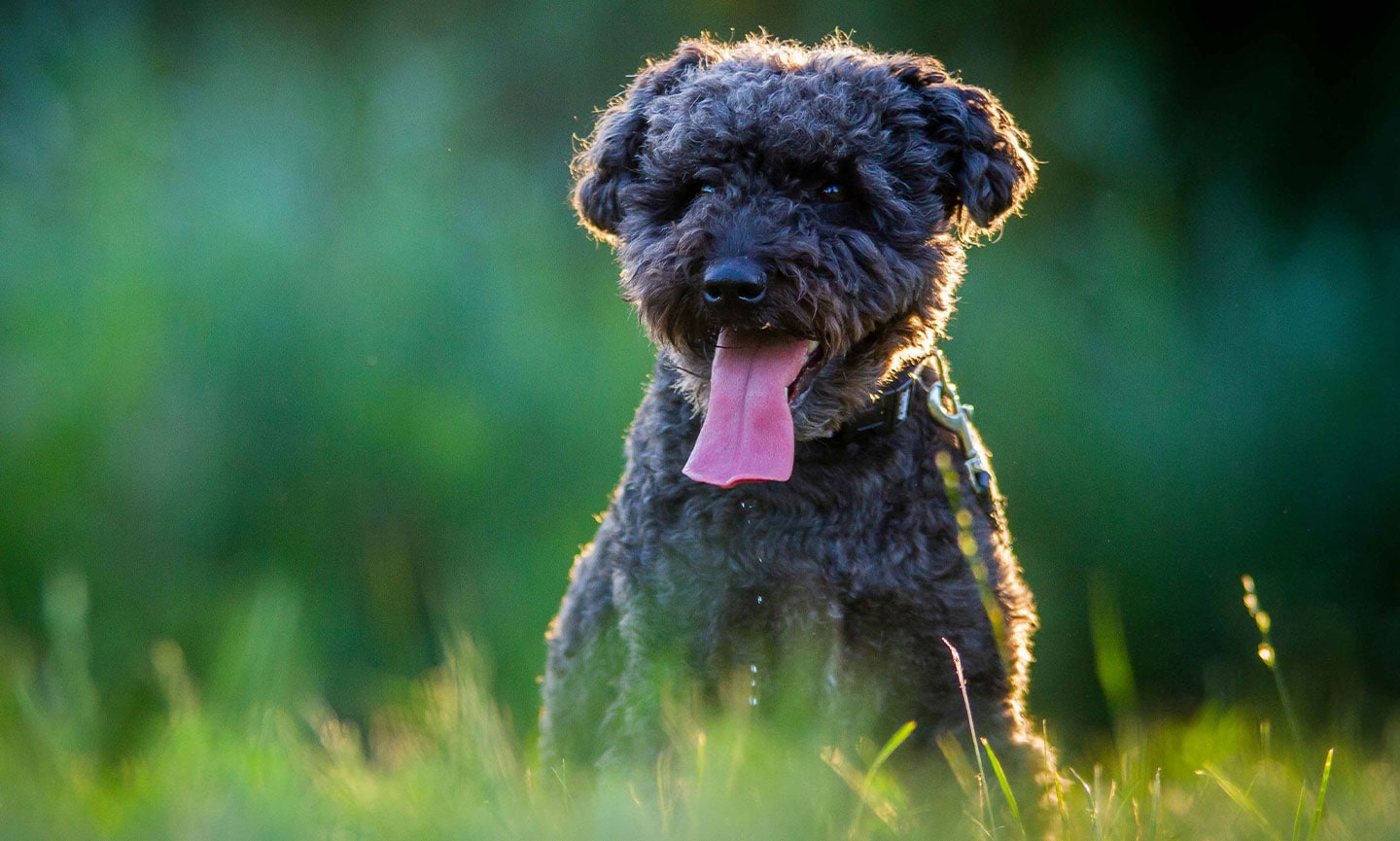 Pumi