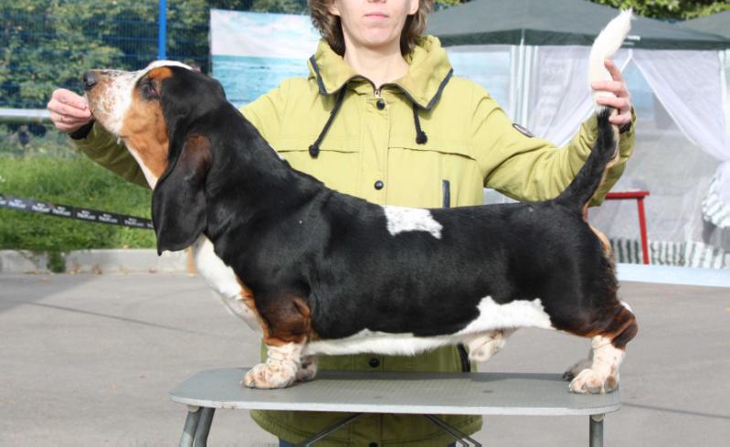 Idefix Moravia Bray | Basset Hound 