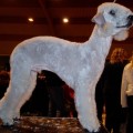 SANDON N'OAKHILL CHENA'S DEJA BLEU | Bedlington Terrier 