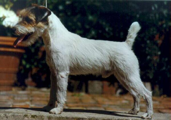 Mc William's Mr. Rednock | Parson Russell Terrier 