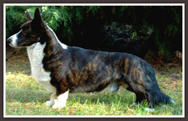 Fest Agbar | Cardigan Welsh Corgi 