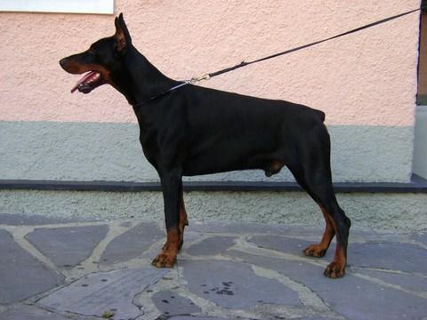 Carybdis Gomezapolda | Black Doberman Pinscher