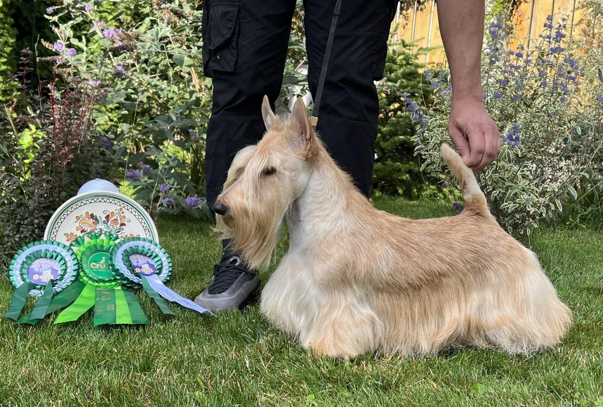 Repce Du Moulin De McMonique | Scottish Terrier 