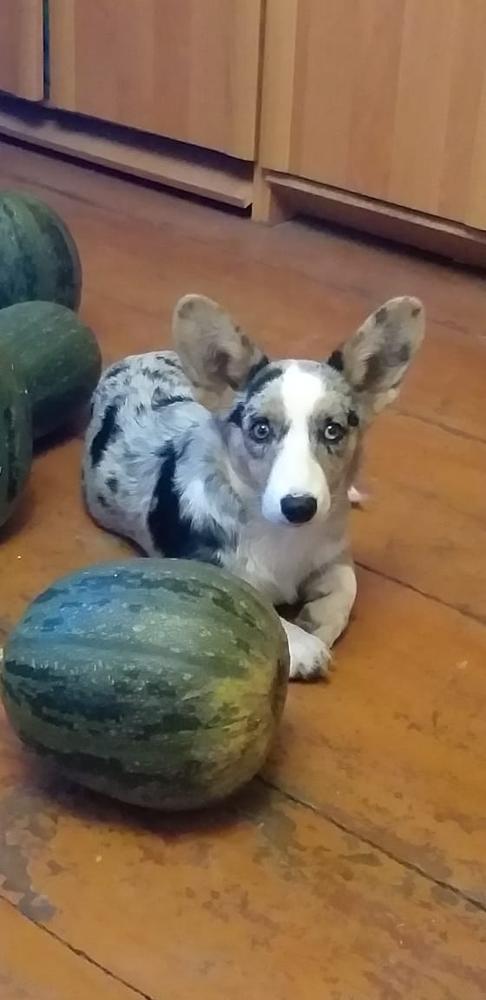 Aethwy Sweet Amber | Cardigan Welsh Corgi 