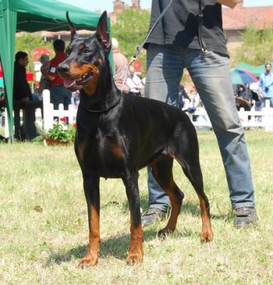 Carybdis Giulia Gomez | Black Doberman Pinscher