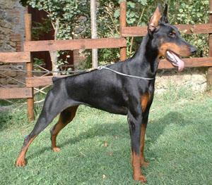 Pampa del Diamante Nero | Black Doberman Pinscher