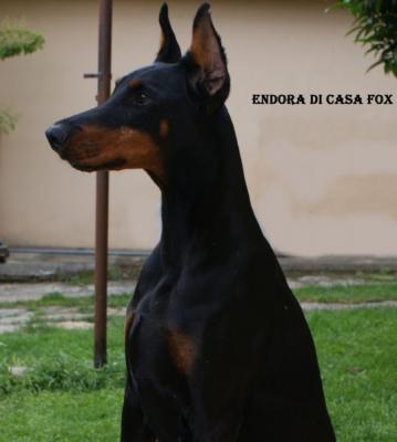 Endora di Casa Fox | Black Doberman Pinscher