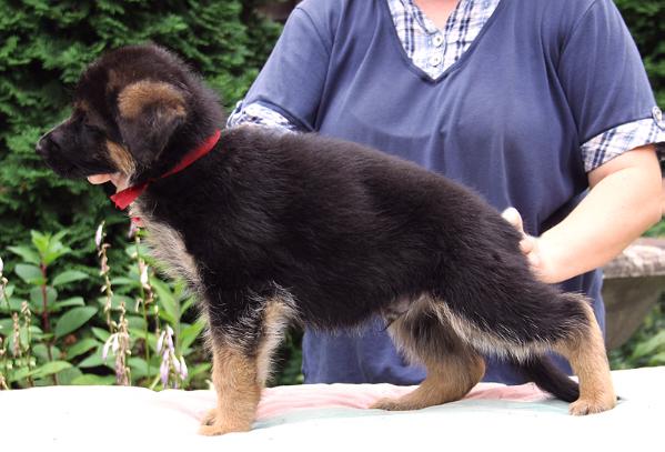 Herr Hynter a Marckhell | German Shepherd Dog 