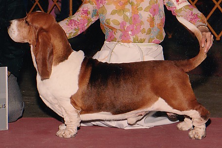 Chasan's Return to Sender | Basset Hound 