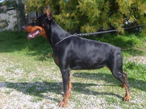 Berenike (LO0326843) | Black Doberman Pinscher