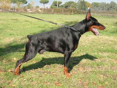 Ayronalexander di Baia Nera | Black Doberman Pinscher