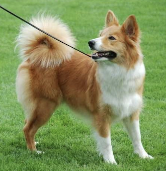 Diljas Smáralind | Icelandic Sheepdog 