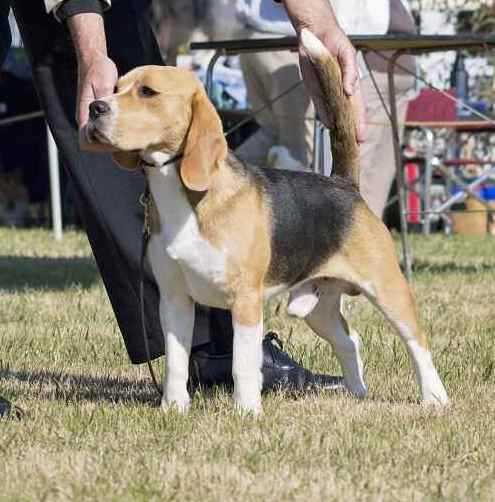 Fonteposca's True Magik | Beagle 