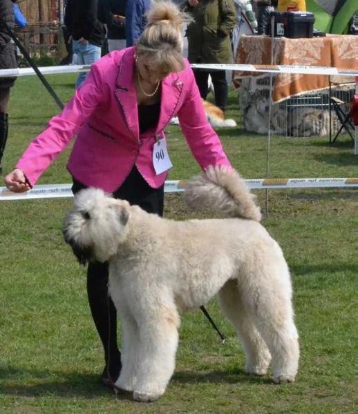 Honey Bouvi-Buzi | Bouvier des Flandres 