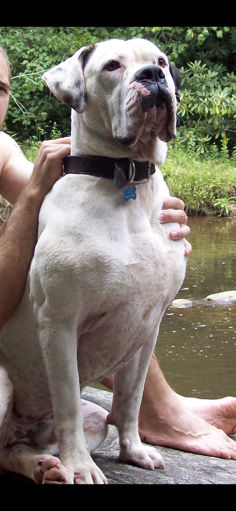 Cram’s Titan | American Bulldog 