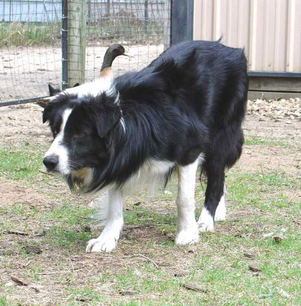 Blazin' Kane ABC 182897 | Border Collie 