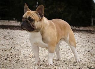 Sopianae Imperator Metric | French Bulldog 