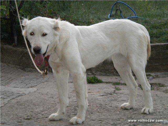 Akgushka Maximus | Central Asian Shepherd Dog 