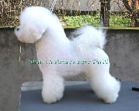 Paray's Pure Thrill | Bichon Frise 