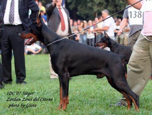 Zordan Zewi del Citone | Black Doberman Pinscher