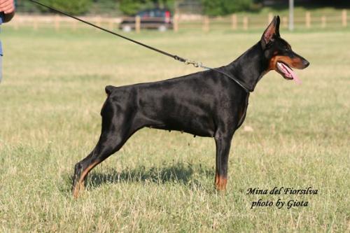 Mina del Fiorsilva | Black Doberman Pinscher