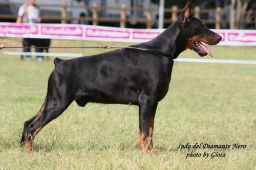 Indo del Diamante Nero | Black Doberman Pinscher