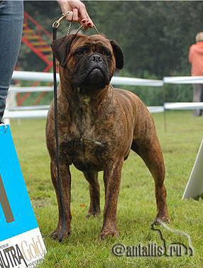 Vladyka Moskovii it's Mirra-Antalis | Bullmastiff 