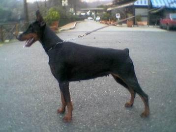 Xenia Betelges | Black Doberman Pinscher