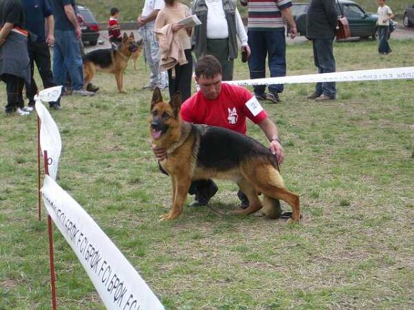 Vanesa v.Manoman | German Shepherd Dog 