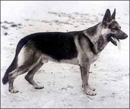 Geier vom Baruther Land | German Shepherd Dog 