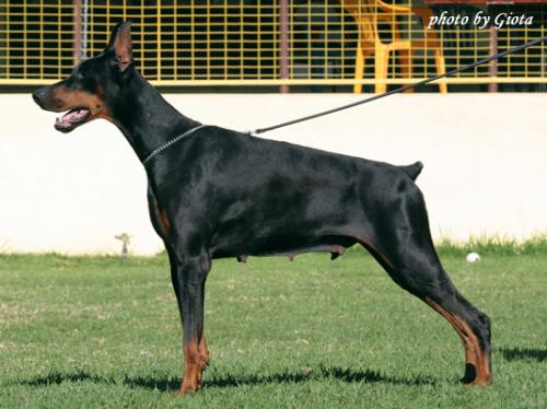 Xtra Betelges | Black Doberman Pinscher